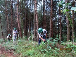 Người thương binh đam mê trồng rừng 